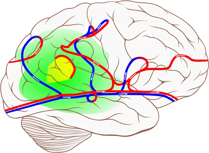 turnoverCirculation