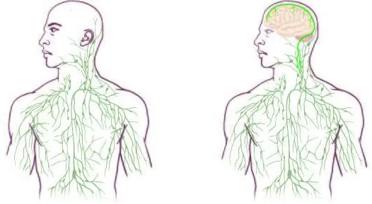 ￼Links: traditionelles Lymphsystem; rechts: aktualisiert das Gehirn-Immunsystem (Gefäße sind auch im Gehirn).