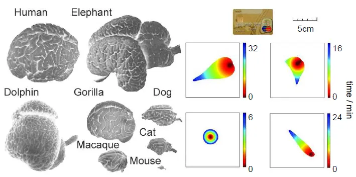 mathandanimalmodel