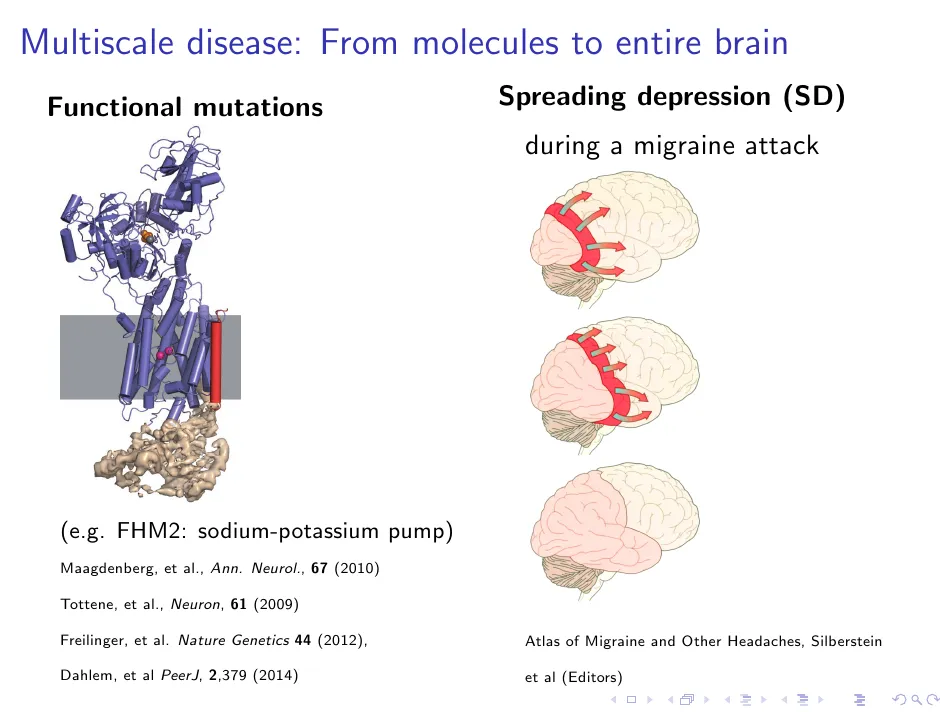 gene2brain