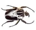 Goliathkäfer