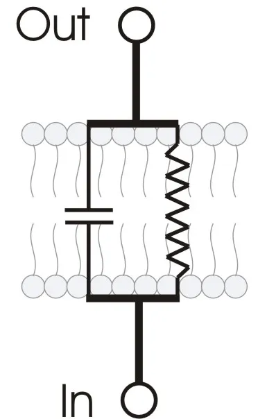 RC_membrane_circuit